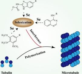 Recent advances of selenized tubulin inhibitors in cancer therapy