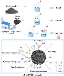 Competitive and synergistic effects of biochar modified with phosphoric acid and manganese oxide on the removal of Cd and Congo red from wastewater