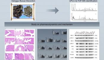 Danggui Buxue decoction alleviates primary dysmenorrhea in rats by regulating the MEK1/2/ERK1/2/NF-κB pathway