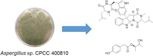 New diketopiperazine dimers and 4-hydroxyphenylacetates from an endolichenic fungus Aspergillus sp.