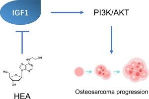 N6-(2-hydroxyethyl)-adenosine (HEA) exhibits antitumor activity for osteosarcoma progression by regulating IGF1 signaling