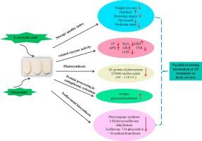 The storage quality and transcriptome analysis of fresh-cut taro by L-ascorbic acid combined with ultrasonic treatment