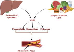 De novo lipid synthesis in cardiovascular tissue and disease