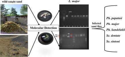 Molecular detection of Leishmania DNA in wild-caught sand flies, Phlebotomus and Sergentomyia spp. in northern Iran