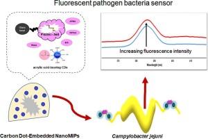 Highly sensitive detection of Campylobacter jejuni using a carbon dot-embedded nanoMIPs fluorescent sensor