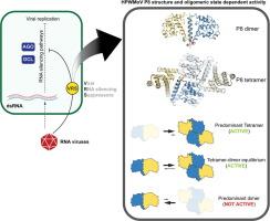 The RNA Silencing Suppressor P8 From High Plains Wheat Mosaic Virus is a Functional Tetramer