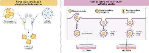 Elucidating the uptake and trafficking of nanostructured lipid carriers as delivery systems for miRNA