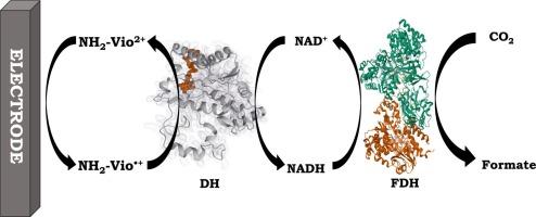 Efficient bioelectrocatalytic NADH regeneration with a novel amino-functionalized viologen redox polymer