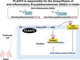 PLAAT5 as an N-acyltransferase responsible for the generation of anti-inflammatory N-acylethanolamines in testis