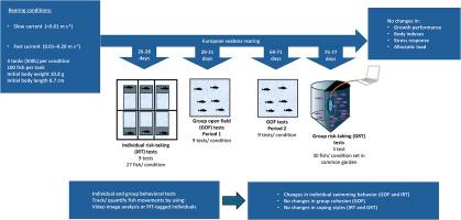 Early rearing of European seabass (Dicentrarchus labrax) with mild current enrichment modifies fish swimming behavior without altering their growth performance