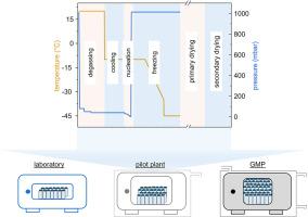 Scaling up controlled nucleation in freeze drying: Translating vacuum-induced surface freezing from laboratory to GMP