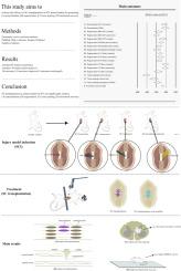 Schwann cell transplantation for remyelination, regeneration, tissue sparing, and functional recovery in spinal cord injury: A systematic review and meta-analysis of animal studies