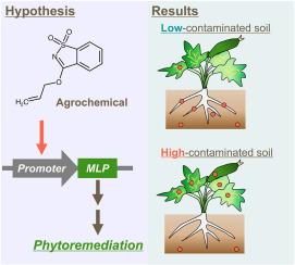 Can the agrochemical Oryzemate treatment control the uptake of pyrene by Cucurbita pepo through the regulation of major latex-like proteins?