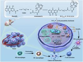 Mitochondria-targeting artesunate-rhein conjugates: Linker-modulated cell-permeability, heme-affinity and anticancer activity