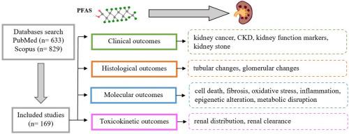 Clinical, histological, molecular, and toxicokinetic renal outcomes of per-/polyfluoroalkyl substances (PFAS) exposure: Systematic review and meta-analysis