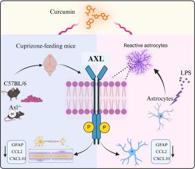 Curcumin ameliorates astrocyte inflammation through AXL in cuprizone-induced mice