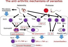 Parasitic helminths and protozoa: Treasure boxes of disease modifying anti-rheumatic drugs