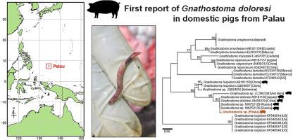 Gnathostoma doloresi in domestic pigs in the Republic of Palau, 2020–2022