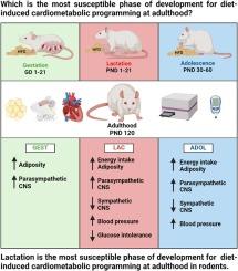 High-fat diet during lactation, as opposed to during adolescence or gestation, programs cardiometabolic and autonomic dysfunctions in adult offspring