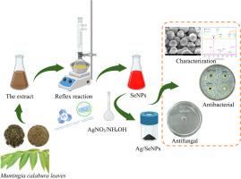 Green synthesis of silver-doped selenium nanoparticles using Muntingia calabura leaves extract for bioactivity applications