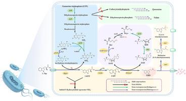 Metabolic engineering of Escherichia coli for N-methylserotonin biosynthesis