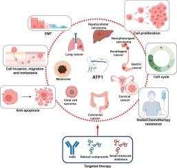 Expression, molecular mechanisms and therapeutic potentials of ATF1 in cancers