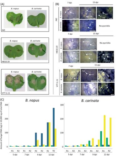 To be or not to be a nonhost species: A case study of the Leptosphaeria maculans and Brassica carinata interaction