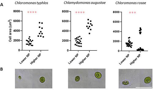 Laboratory Experiments Suggest a Limited Impact of Increased Nitrogen Deposition on Snow Algae Blooms