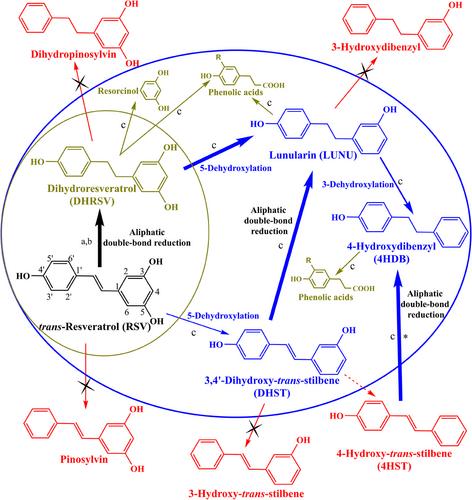 Perspective on the Coevolutionary Role of Host and Gut Microbiota in Polyphenol Health Effects: Metabotypes and Precision Health