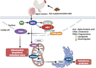 Alpha-Linolenic Acid Supplementation Improves Testosterone Production in an Aged Breeder Rooster Model: Role of Mitochondrial Modulation and SIRT1 Activation