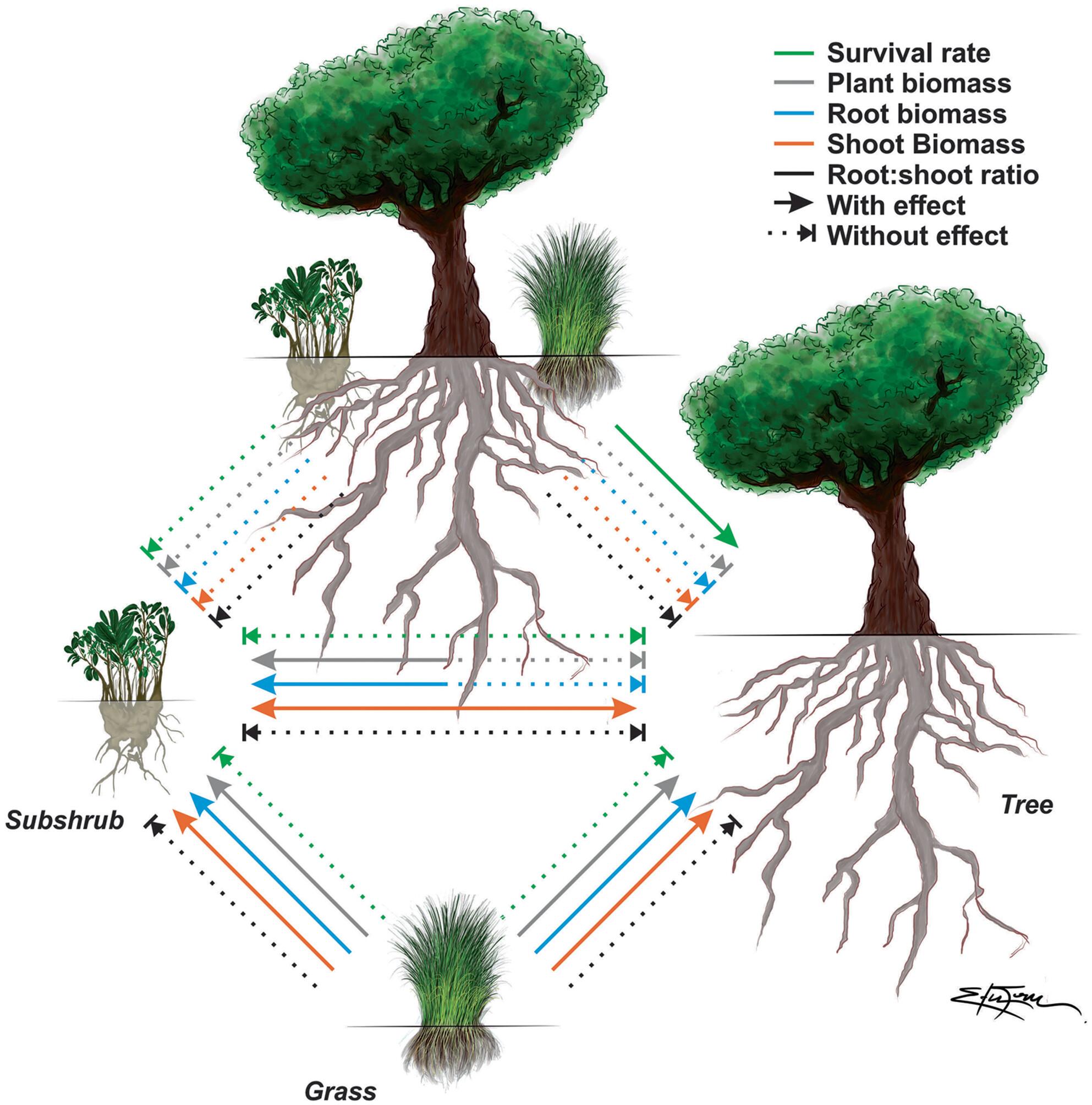 An enemy's enemy is an ally: Competitive indirect interactions mediate coexistence of trees, grasses, and subshrubs in neotropical savanna