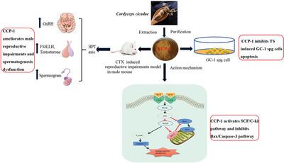 Polysaccharides from Cordyceps cicadae Ameliorate Reproductive Impairments in Male Mouse through the Hypothalamic-Pituitary-Testicular Axis