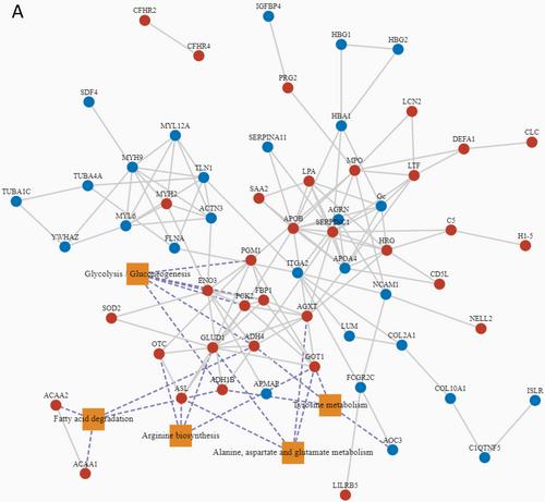 Proteomic analysis of serum from a MeCP2 patient reveals an arginine biosynthesis pathway affected by the p.Lys254* variant