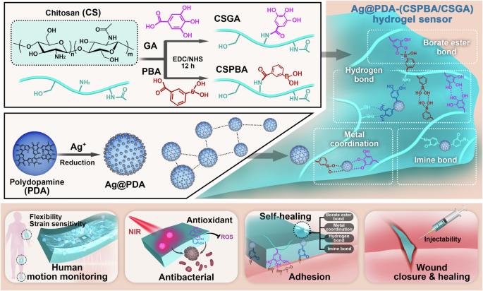 Ag@polydopamine-functionalized borate ester-linked chitosan hydrogel integrates monitoring with wound healing for epidermal sensor