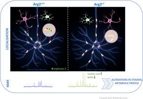 Striatum-enriched protein, arginase 2 localizes to medium spiny neurons and controls striatal metabolic profile