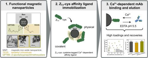 Immobilizing calcium-dependent affinity ligand onto iron oxide nanoparticles for mild magnetic mAb separation