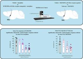 The interaction effects between opioidergic and D1-like dopamine receptors in the nucleus accumbens on pain-related behaviors in the animal model of acute pain