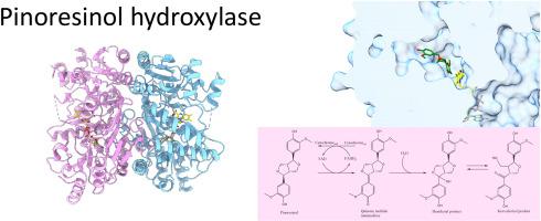 Biochemical and structural insights into pinoresinol hydroxylase from Pseudomonas sp