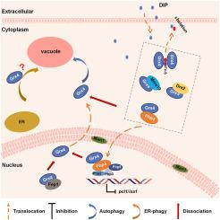 Schizosaccharomyces pombe Grx4 is subject to autophagic degradation under nitrogen- and iron- starvation and ER-stress