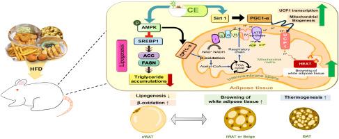 Chitooligosaccharide-epigallocatechin gallate conjugate ameliorates lipid accumulation and promotes browning of white adipose tissue in high fat diet fed rats