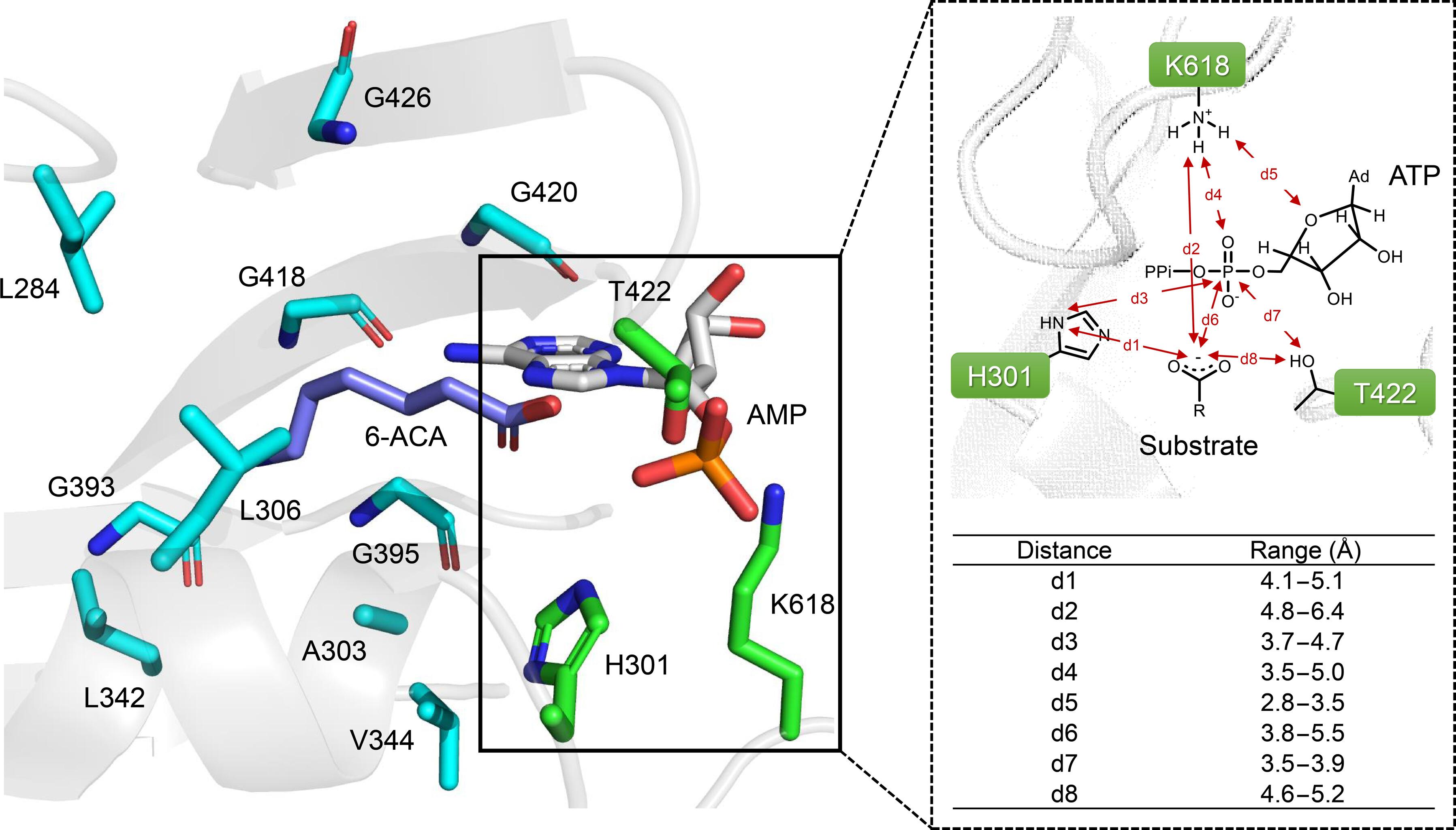 Computation-driven redesign of an NRPS-like carboxylic acid reductase improves activity and selectivity