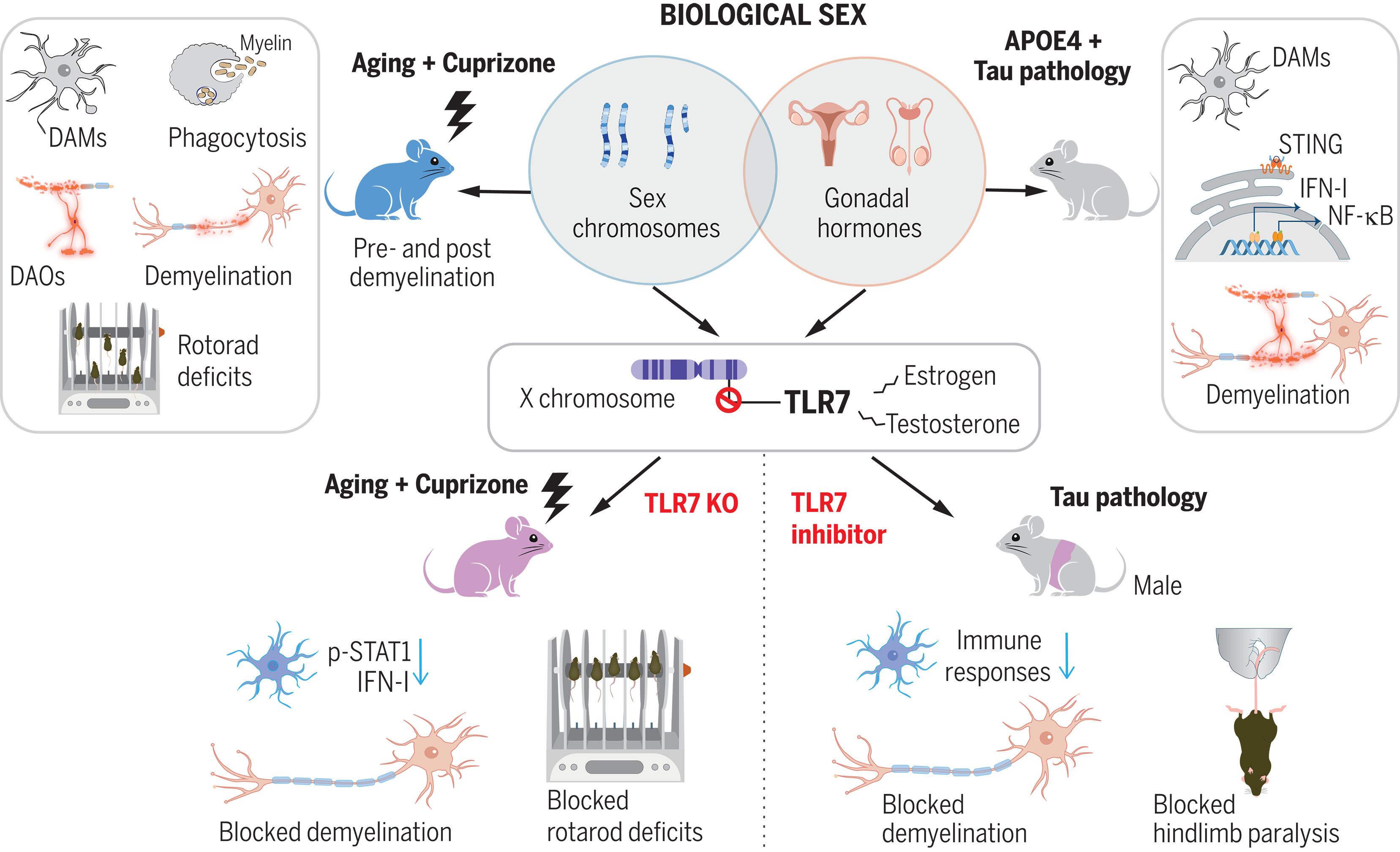 Tlr7 drives sex differences in age- and Alzheimer’s disease–related demyelination