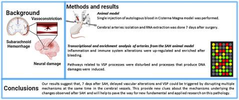 Delayed changes in the transcriptomic profile of cerebral arteries in a rat model of subarachnoid hemorrhage