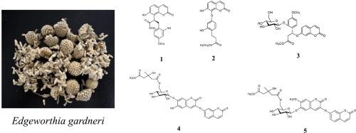 Structurally diverse coumarin derivatives from the buds of Edgeworthia gardneri and their cytotoxic activities