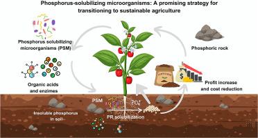 Phosphorus dynamics and sustainable agriculture: The role of microbial solubilization and innovations in nutrient management