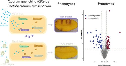 Quorum Quenching Lactonase Alters Virulence of Pectobacterium atrosepticum and Reduces Maceration in Potatoes