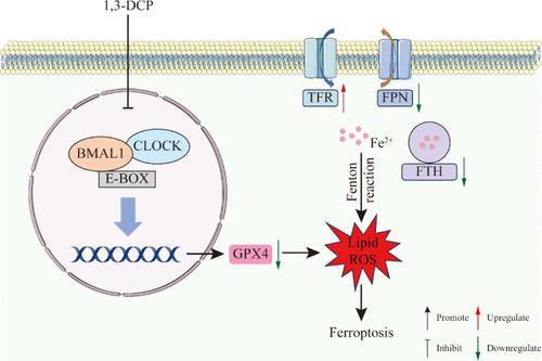1,3-Dichloro-2-propanol Induced Renal Cell Ferroptosis via the Circadian Clock Protein BMAL1 Targeting GPX4