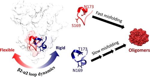 Rigidifying the β2−α2 Loop in the Mouse Prion Protein Slows down Formation of Misfolded Oligomers