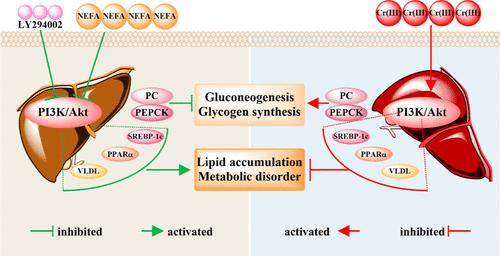 Trivalent Chromium Ameliorates Lipid Accumulation and Enhances Glucose Metabolism in the High-NEFA Environment of Bovine Hepatocytes by Regulating PI3K/AKT Pathways