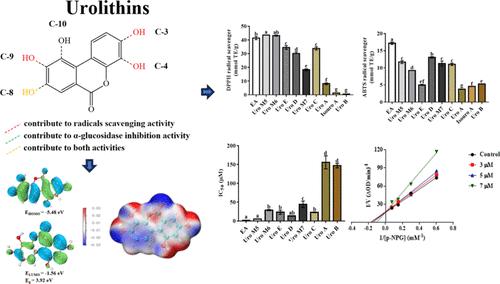 Comparative Study on the Antioxidative Effects and α-Glucosidase Inhibitory Potential In Vitro among Ellagic Acid and Its Metabolites Urolithins
